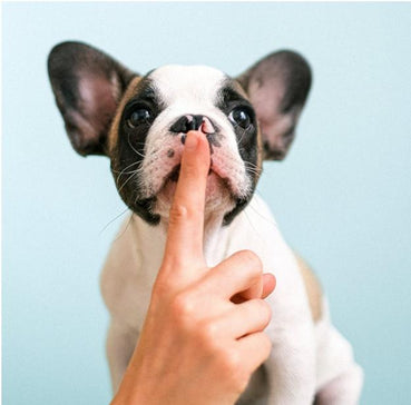 Why Do Dogs Drink out of the Toilet? Can an Everpure Water Filtration System Help Combat This Behavior? - Efilters.net